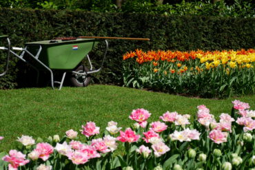 Why is Holland famous for tulips? Guide to Dutch Tulip sightseeing.