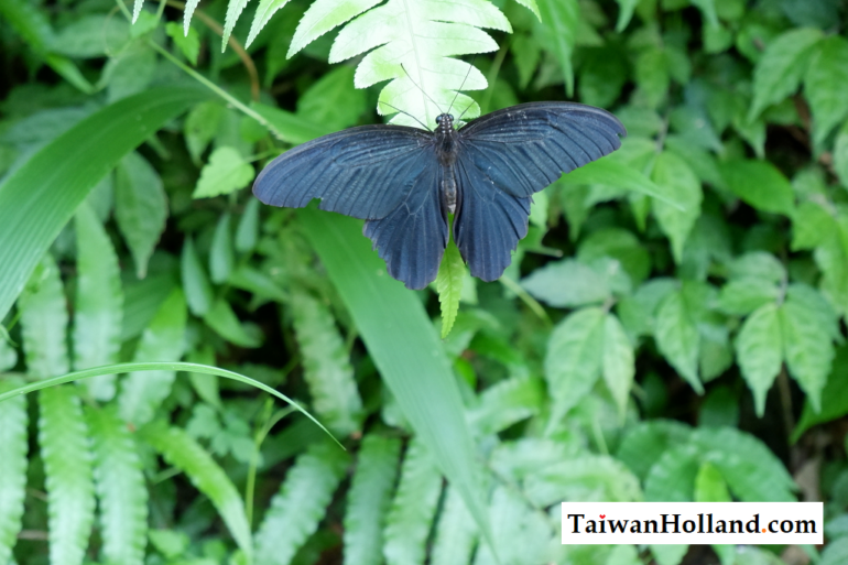 Wild animals in Taiwan
