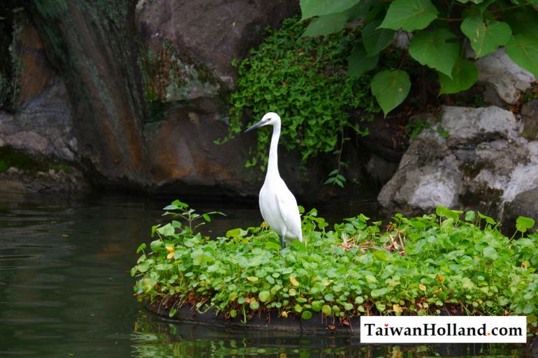 Wild animals in Taiwan