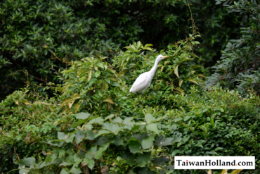 Wilde dieren in Taiwan