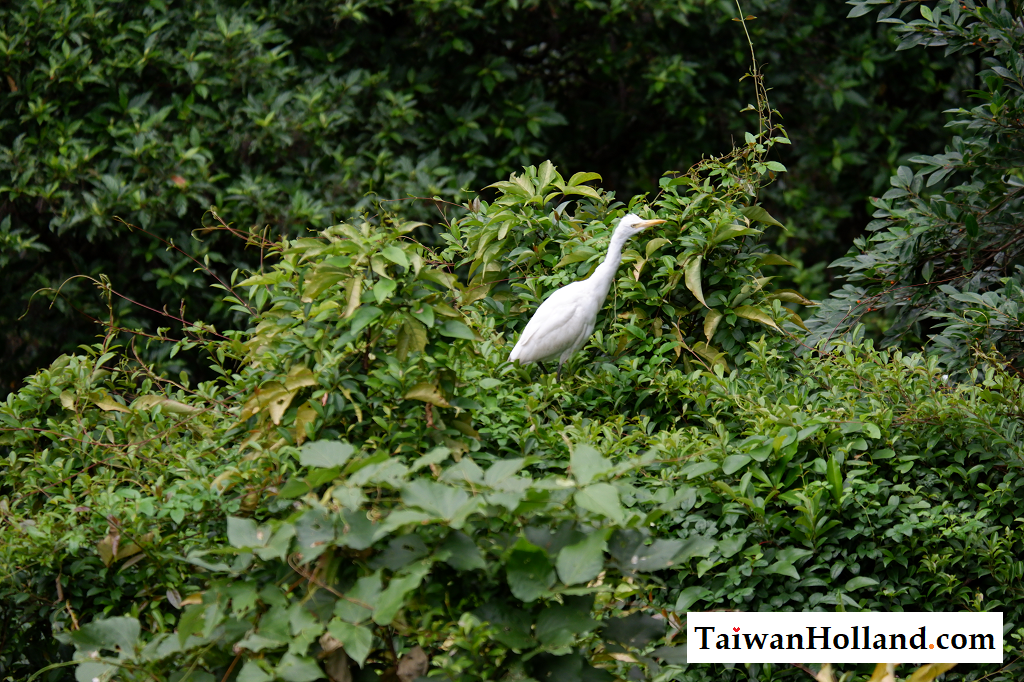 Wild animals in Taiwan