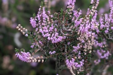 Guide to The Dutch Heide (heather) 2023!